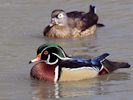 American Wood Duck (WWT Slimbridge March 2012) - pic by Nigel Key